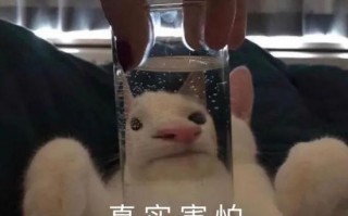 胎教沙雕搞笑文案，胎教沙雕搞笑文案短句