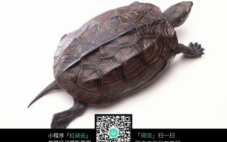 AI龟，海龟汤